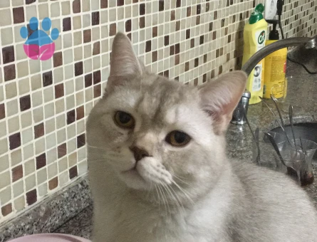 British Shorthair Kedim Kızgınlıkta