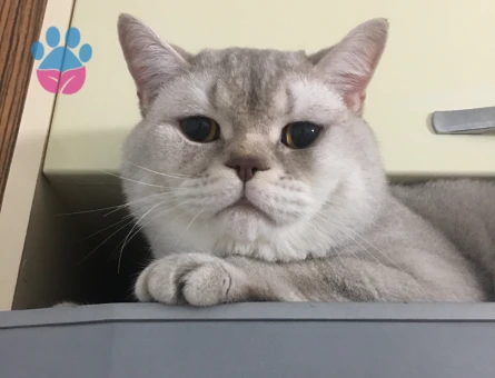 British Shorthair Kedim Kızgınlıkta