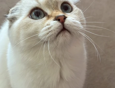 Orjinal Scottish Fold  2.5 Yaşında Erkek Kedi - 118981554