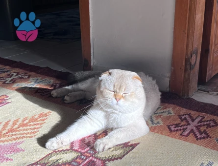 Orjinal Scottish Fold  2.5 Yaşında Erkek Kedi