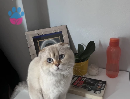 Orjinal Scottish Fold  2.5 Yaşında Erkek Kedi