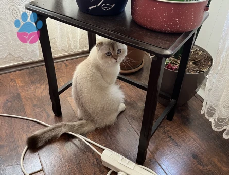 Orjinal Scottish Fold  2.5 Yaşında Erkek Kedi
