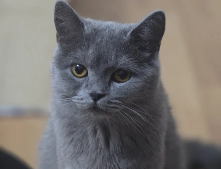 British shorthair dişi kedime eş arıyorum - 118974658