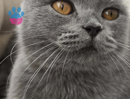 British shorthair dişi kedime eş arıyorum