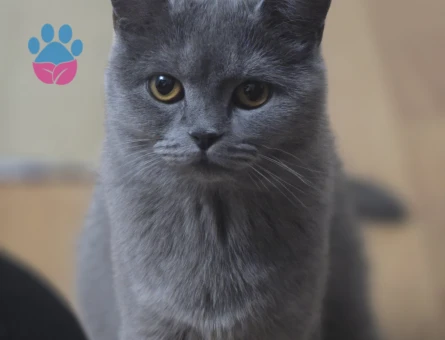British shorthair dişi kedime eş arıyorum