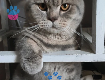 British Shorthair 10 Aylık Eş Arıyor
