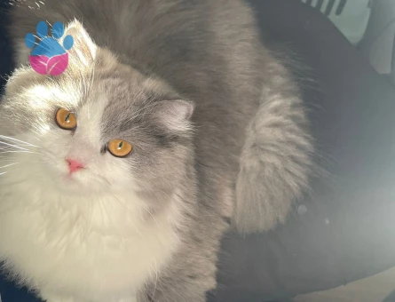 British Longhair 10 Aylık Eş Arıyor