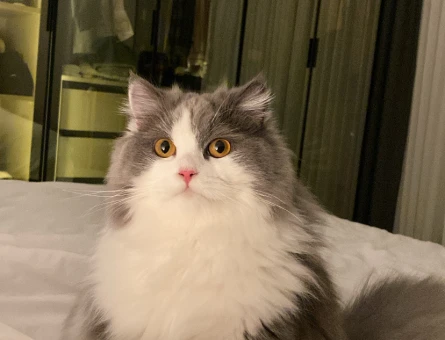 British Longhair 10 Aylık Eş Arıyor - 118974661
