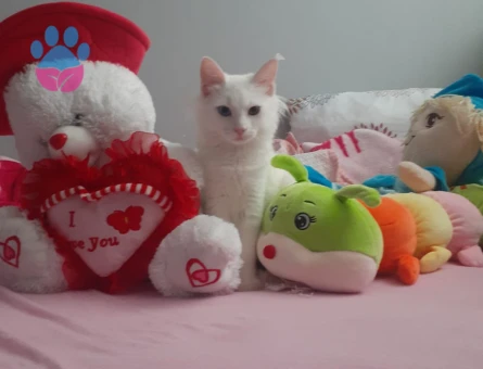 Kızımız zilli için erkek Van kedi arıyoruz