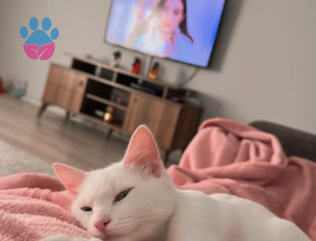 Kızımız zilli için erkek Van kedi arıyoruz