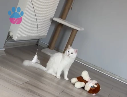 Kızımız zilli için erkek Van kedi arıyoruz