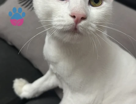 Kızımız zilli için erkek Van kedi arıyoruz