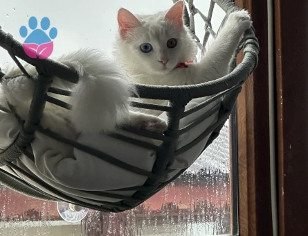 Kızımız zilli için erkek Van kedi arıyoruz