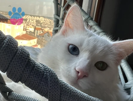 Kızımız zilli için erkek Van kedi arıyoruz