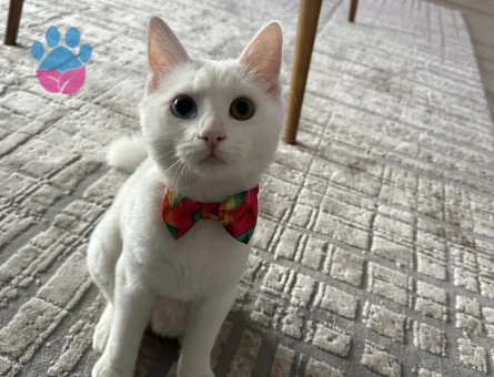 Kızımız zilli için erkek Van kedi arıyoruz