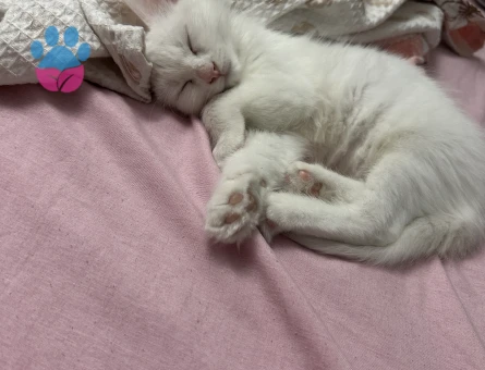 Kızımız zilli için erkek Van kedi arıyoruz