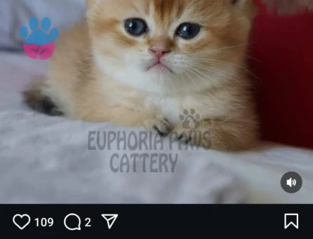 British shorthair  BRI Ny11 Kedime Eş Arıyorum