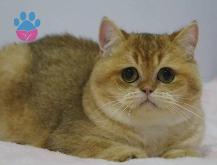 British shorthair  BRI Ny11 Kedime Eş Arıyorum