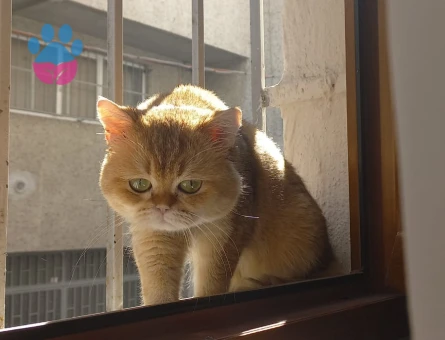 British shorthair  BRI Ny11 Kedime Eş Arıyorum