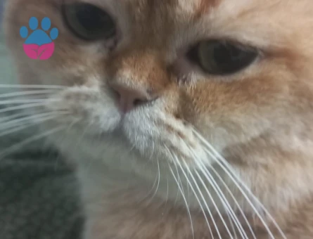 British shorthair  BRI Ny11 Kedime Eş Arıyorum
