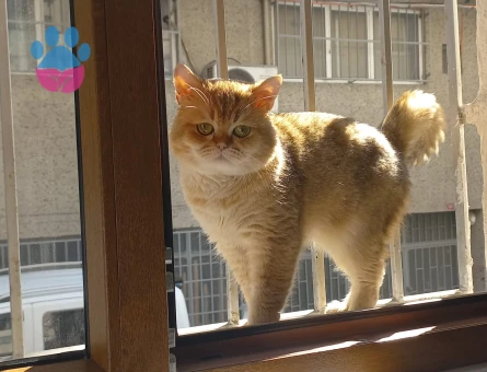 British shorthair  BRI Ny11 Kedime Eş Arıyorum