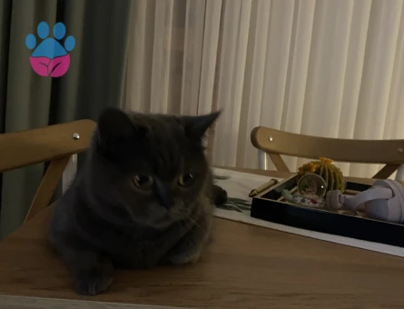 British Shorthair Dişi Kedime Eş Arıyorum