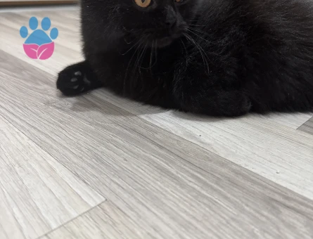Scottish Fold Kızım Eş Arıyor 11 Aylık