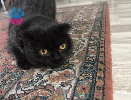 Scottish Fold Kızım Eş Arıyor 11 Aylık