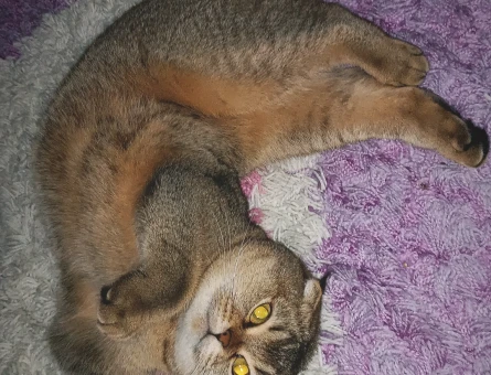 Scottish Fold 1 Yaşında Dişi Kızgınlıkta - 118974679