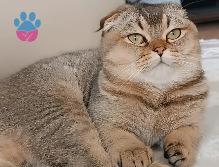 Scottish Fold 1 Yaşında Dişi Kızgınlıkta
