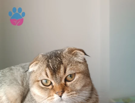 Scottish Fold 1 Yaşında Dişi Kızgınlıkta