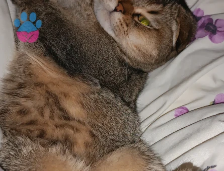 Scottish Fold 1 Yaşında Dişi Kızgınlıkta