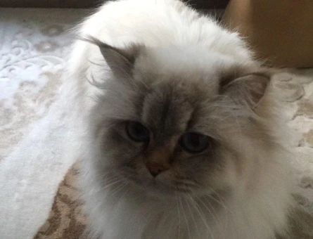 British Longhair Güzel kızım için eş arıyorum - 118974682