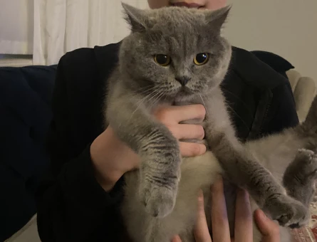 British Shorthair Kızımıza Eş Arıyorum - 118974683