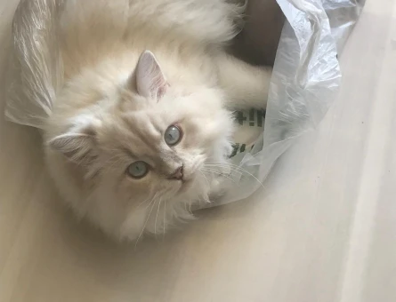 British shorthair 1 Yaşında Eş Arıyor - 118974684