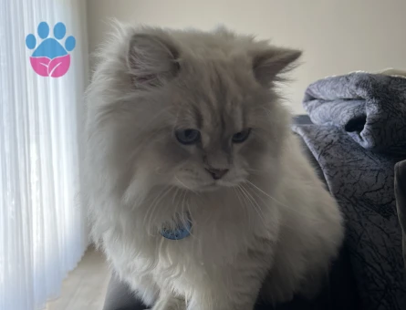 British shorthair 1 Yaşında Eş Arıyor