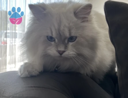 British shorthair 1 Yaşında Eş Arıyor