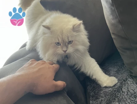 British shorthair 1 Yaşında Eş Arıyor