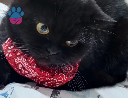 British Shorthair Güzel Kızıma Damat Arıyorum