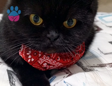 British Shorthair Güzel Kızıma Damat Arıyorum