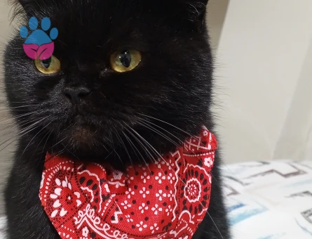 British Shorthair Güzel Kızıma Damat Arıyorum