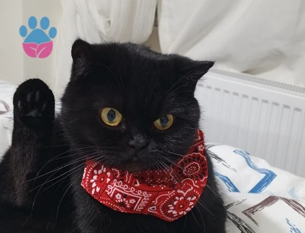 British Shorthair Güzel Kızıma Damat Arıyorum