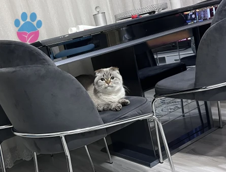 Scottish Fold 1 Yaşında Eş Arıyor Kızgınlıkta