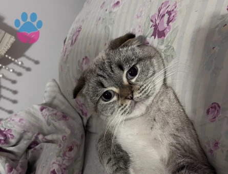 Scottish Fold 1 Yaşında Eş Arıyor Kızgınlıkta