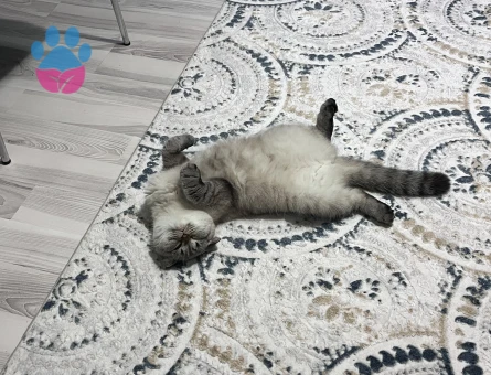 Scottish Fold 1 Yaşında Eş Arıyor Kızgınlıkta