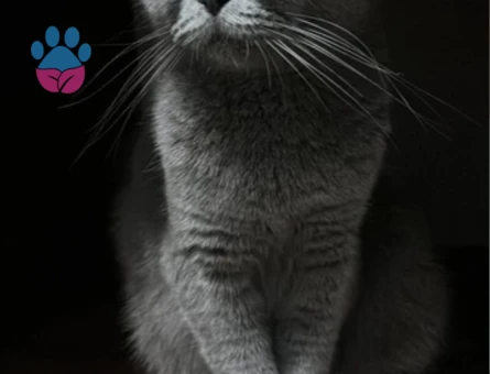 Scottish Fold Kızgınlınlıkta Acil Eş Aranıyor