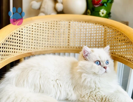 British Longhair 10 Aylık Kedim Eş Arıyor
