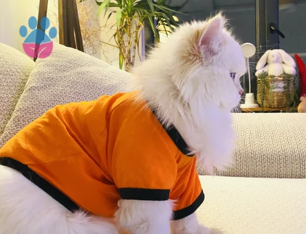 British Longhair 10 Aylık Kedim Eş Arıyor