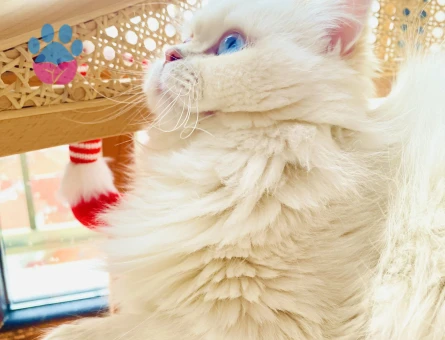 British Longhair 10 Aylık Kedim Eş Arıyor