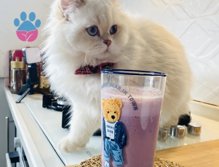 British Longhair 10 Aylık Kedim Eş Arıyor